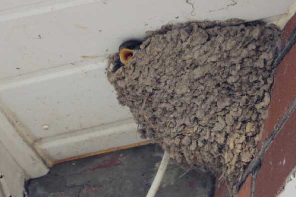 02 July 2020 - 13-01-20
Once again house martins have nested under our neighbours eves. That young one had one cavernous mouth.
--------------------------
House Martins feeding